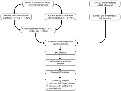 Two-sample Mendelian randomization analysis investigates causal associations between gut microbiota and attention deficit hyperactivity disorder